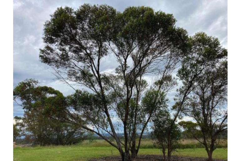 Eucalyptus kessellii -16008