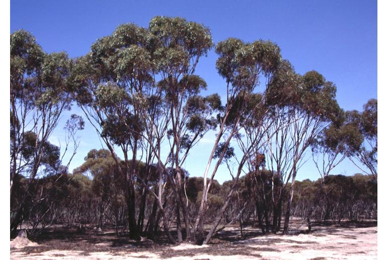 Eucalyptus kondininensis -16009