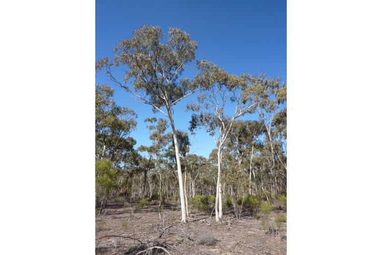 Eucalyptus leucoxylon ssp pruinosa -16013