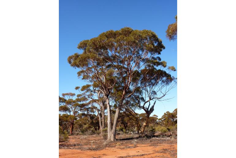 Eucalyptus longicornis -16015