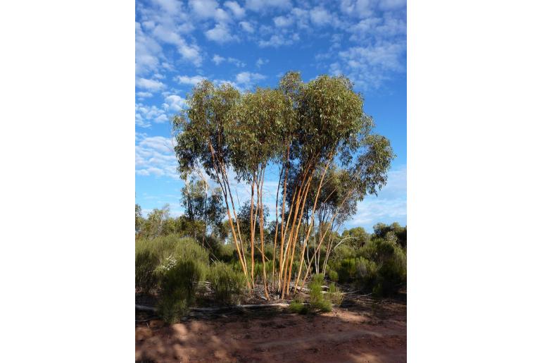 Eucalyptus loxophleba ssp lissophloia -16016