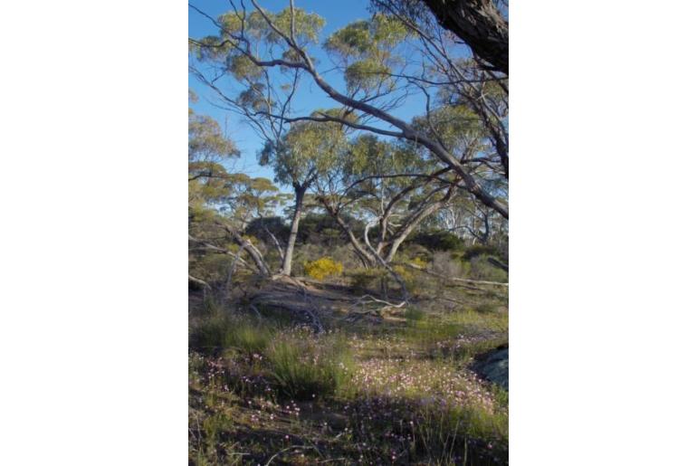 Eucalyptus loxophleba ssp loxophleba -16017