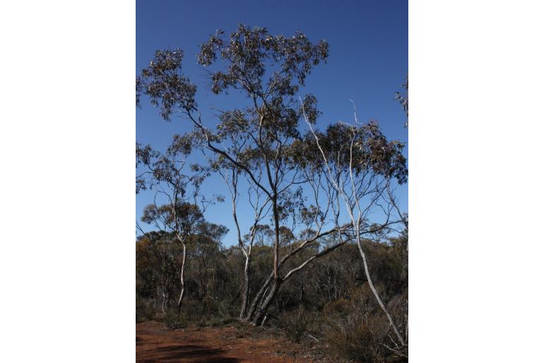 Eucalyptus loxophleba ssp gratiae -16018