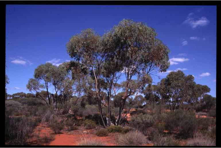 Eucalyptus moderata -16024