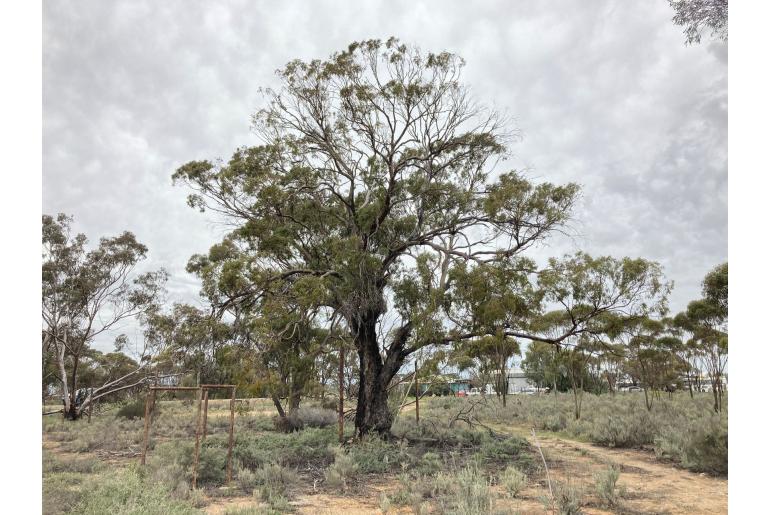 Eucalyptus myriadena -16025