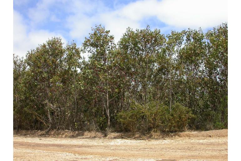 Eucalyptus nutans -16026