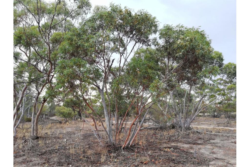 Port Jackson Eucalyptus