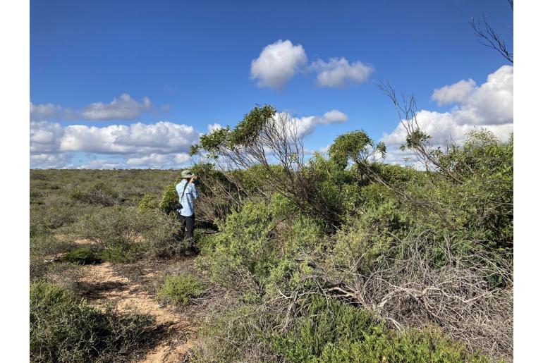 Eucalyptus oraria -16028