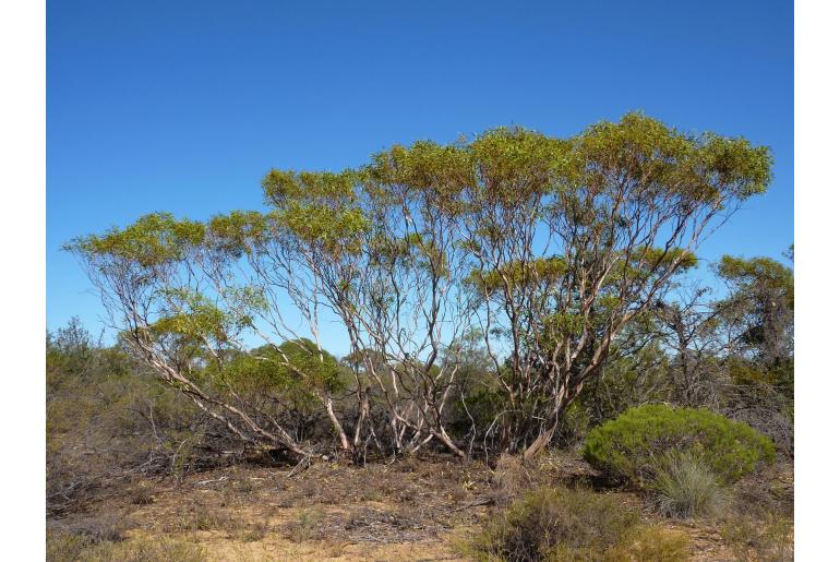 Eucalyptus rigidula -16035