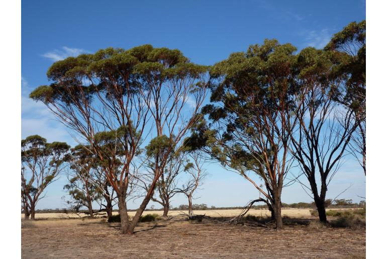 Eucalyptus sargentii -16036