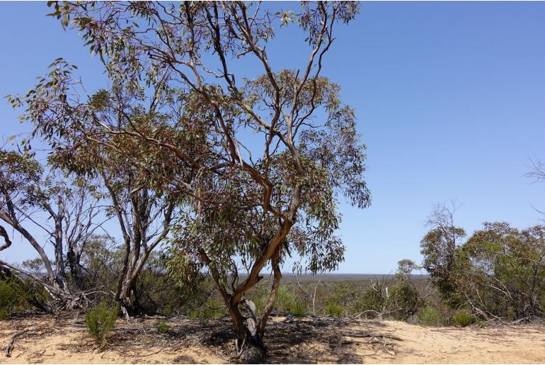 Eucalyptus socialis ssp socialis -16040