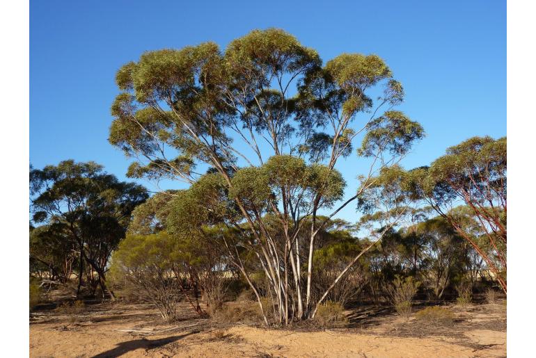 Eucalyptus subangusta -16043