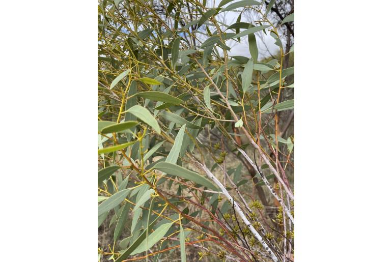 Eucalyptus subangusta ssp cerina -16044