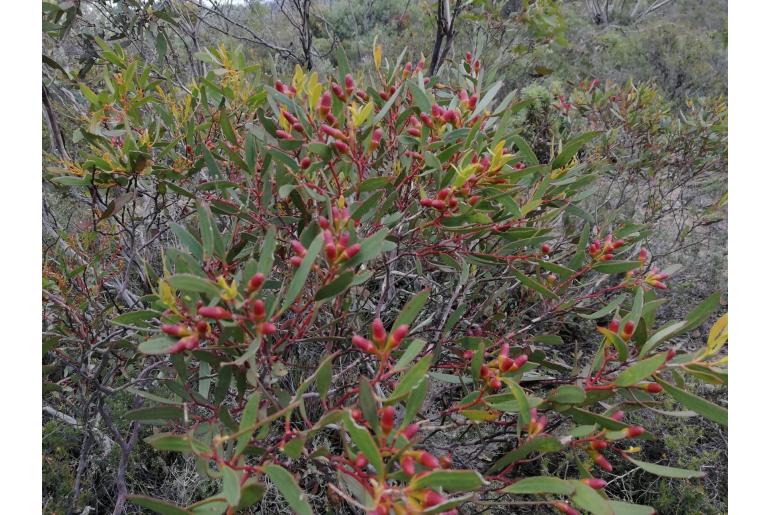 Eucalyptus suggrandis ssp suggrandis -16045