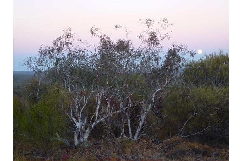 Eucalyptus synandra -16046