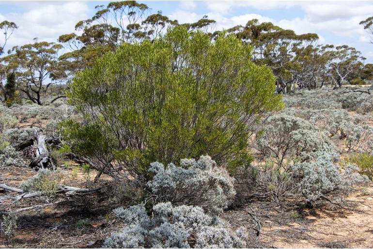 Geijera linearifolia -16053