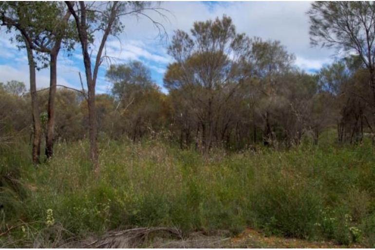 Grevillea endlicheriana -16061