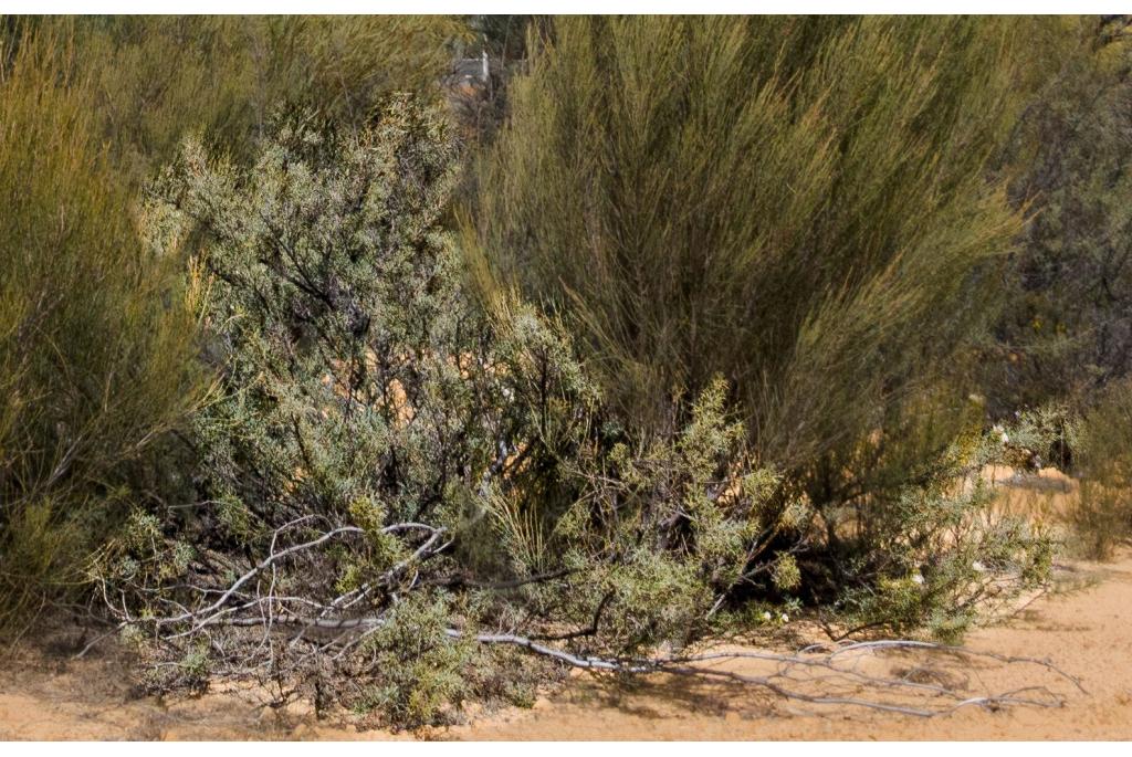 Flessenborstel grevillea