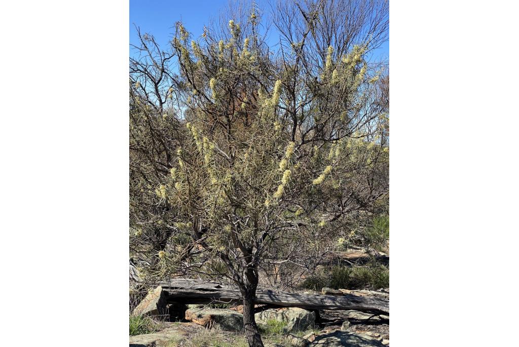 Terug buigende hakea