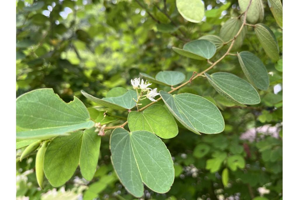 Kortfruitige bauhinia