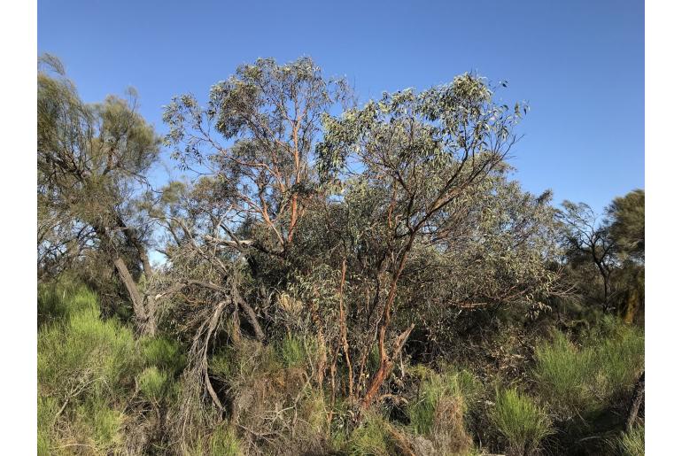 Eucalyptus caesia ssp magna -16102