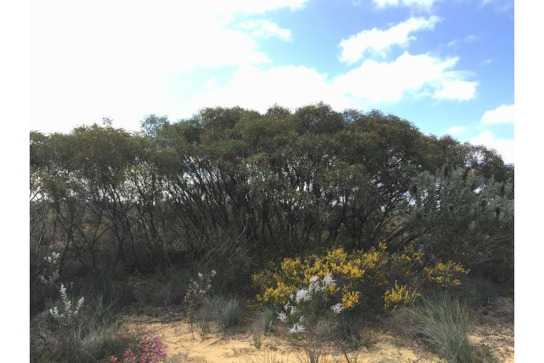 Eucalyptus jucunda -16103