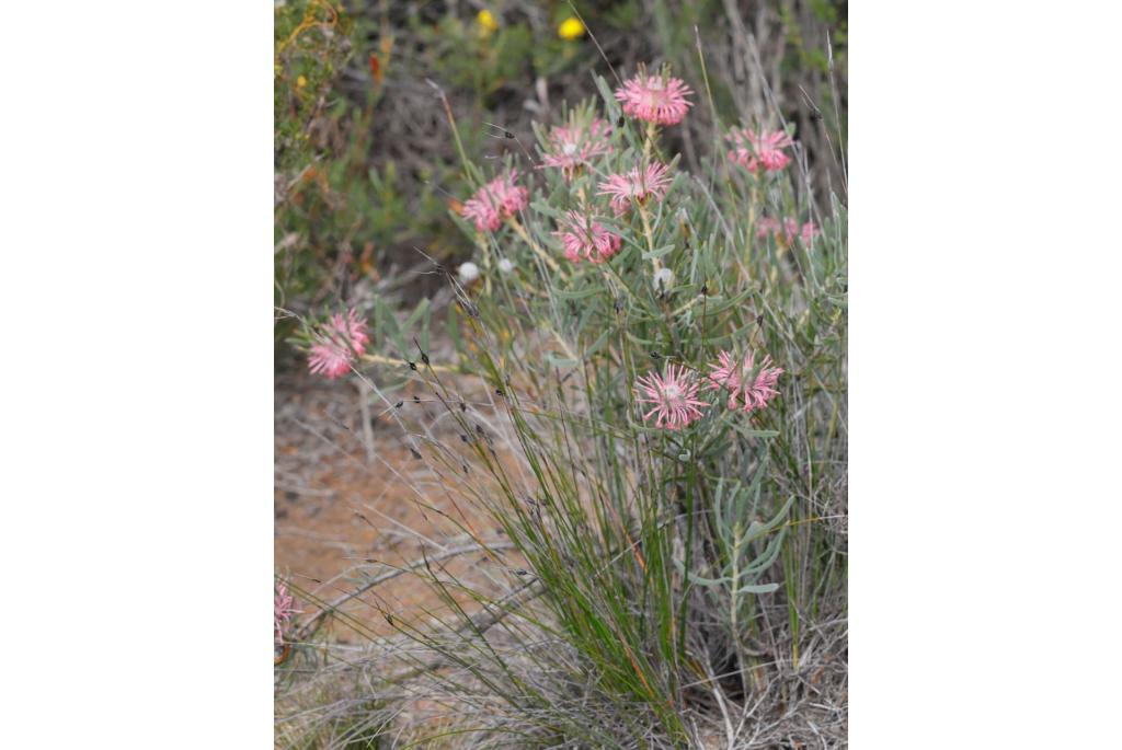 Lineaire isopogon