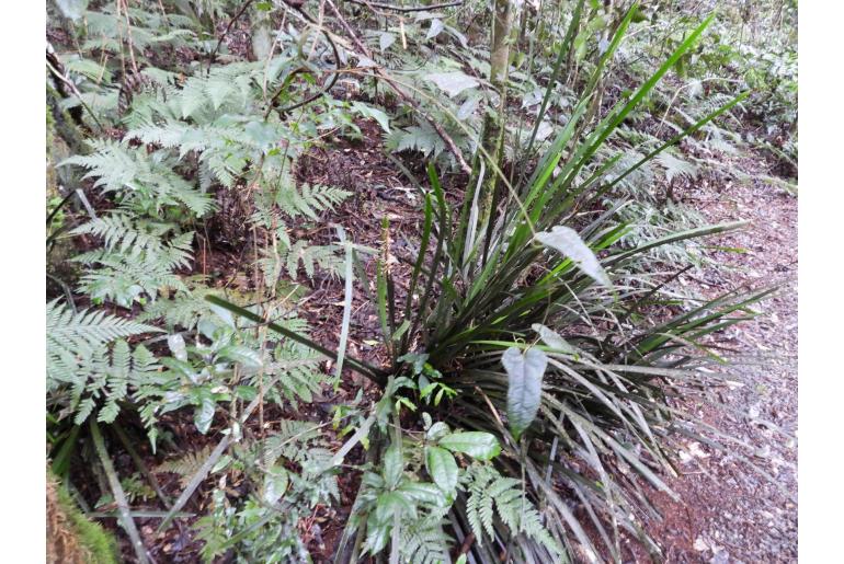 Lomandra spicata -16135