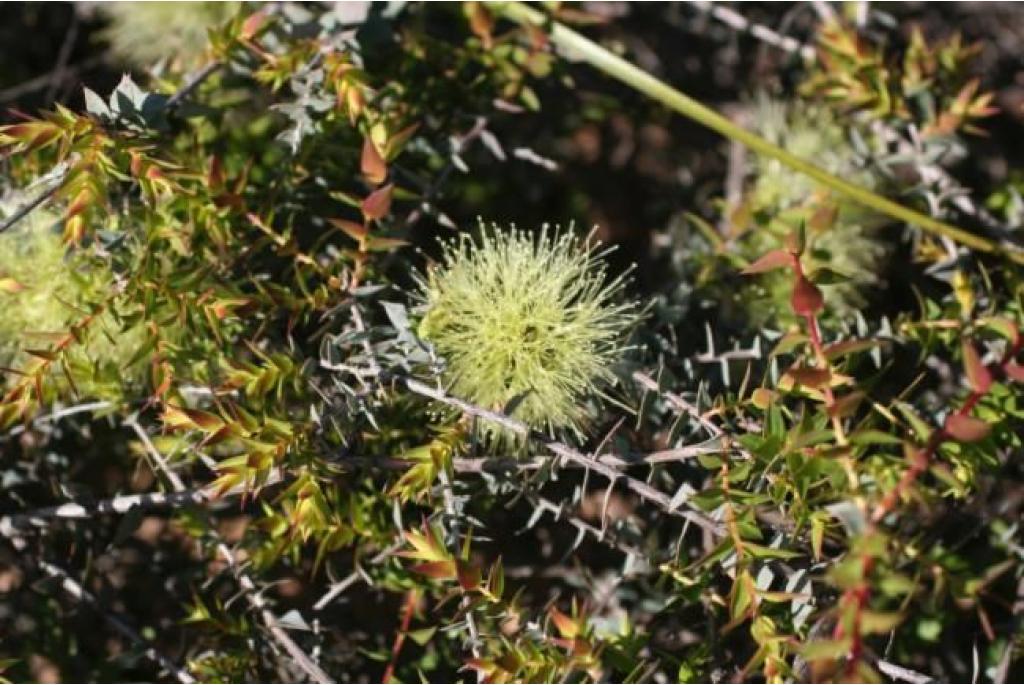 Melaleuca hartvormige bladeren