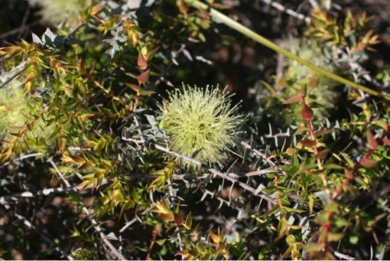 Melaleuca cardiophylla -16153