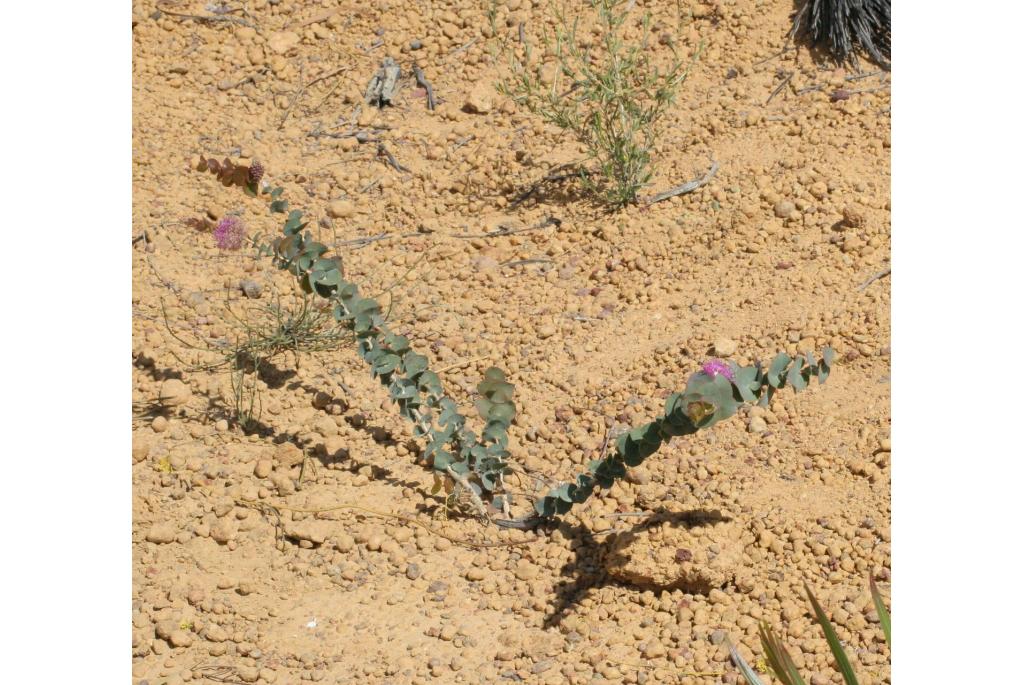 Melaleuca hartvormige bladeren