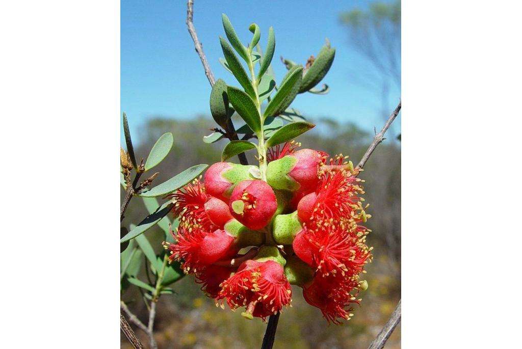 Steedman's melaleuca