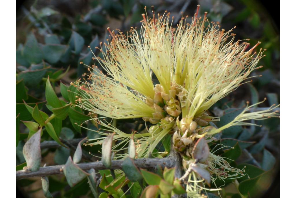 Melaleuca met lange meeldraden