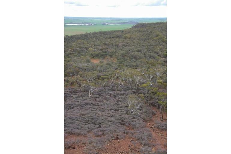 Melaleuca marginata -16168