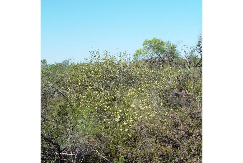 Groothoofdige melaleuca