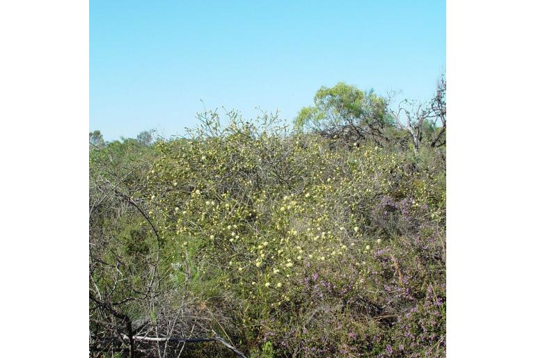 Melaleuca megacephala -16169