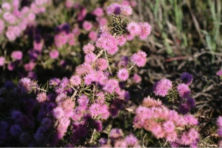 Melaleuca tuberculata -16180