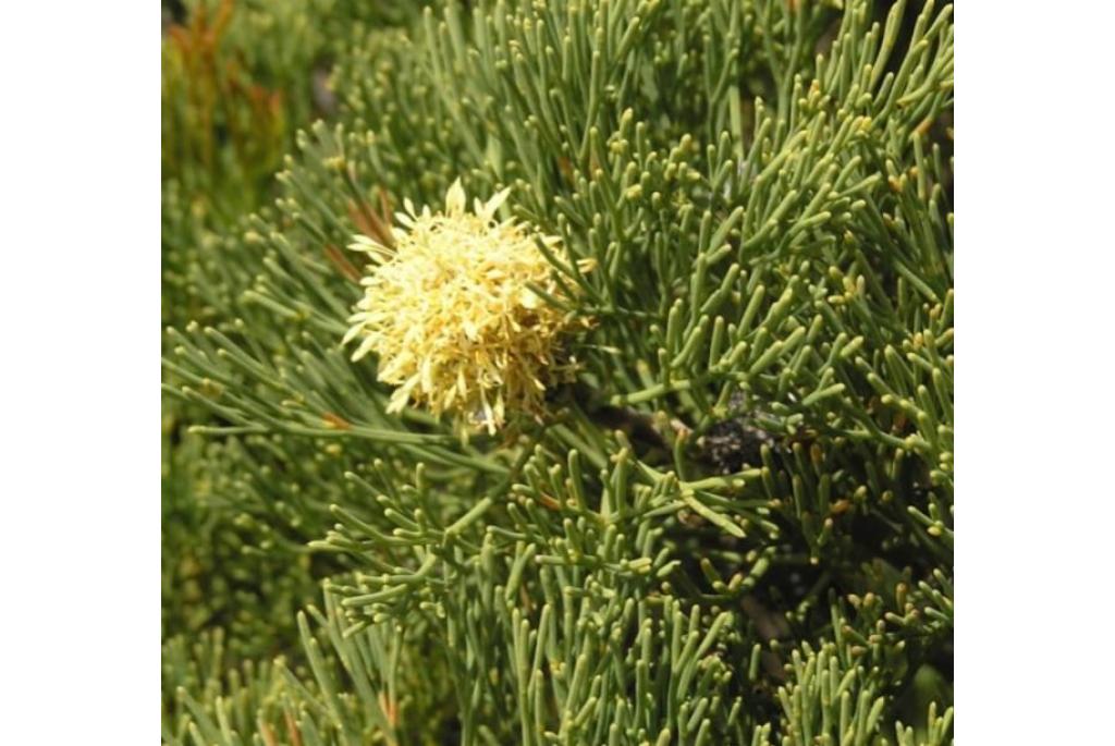 Geclusterde petrophile