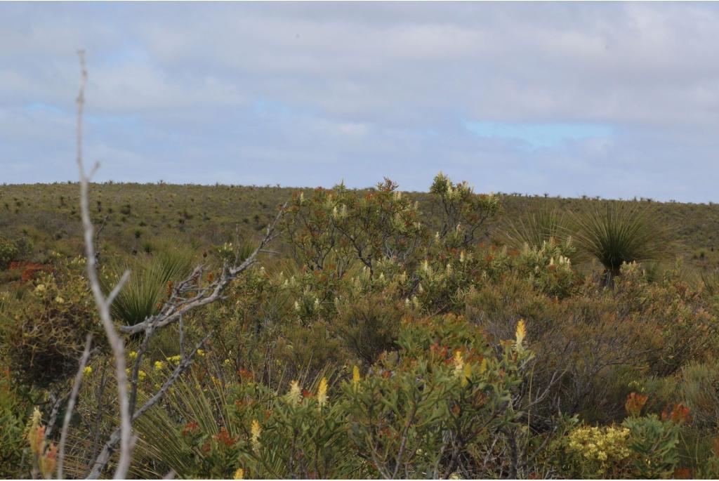 Shuttleworth's petrophile