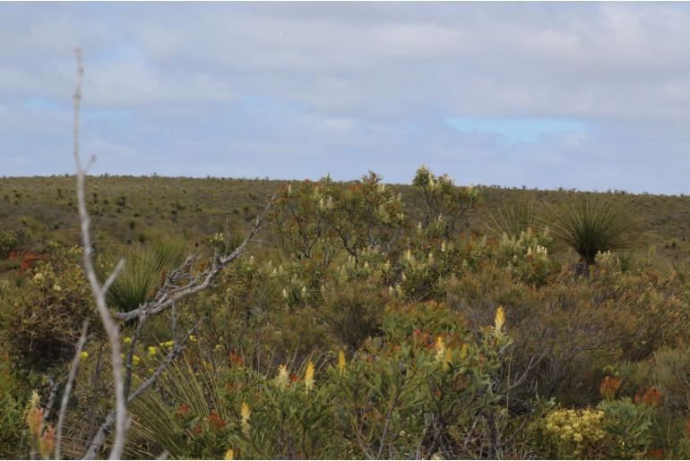 Petrophile shuttleworthiana -16191