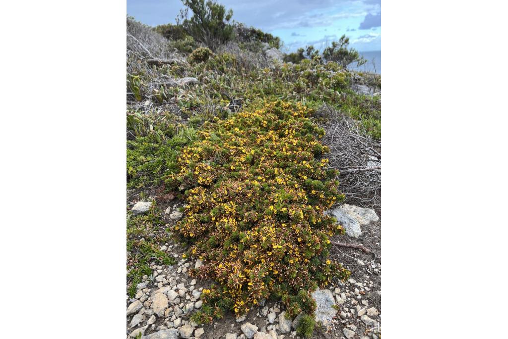 Breedbladige pultenaea