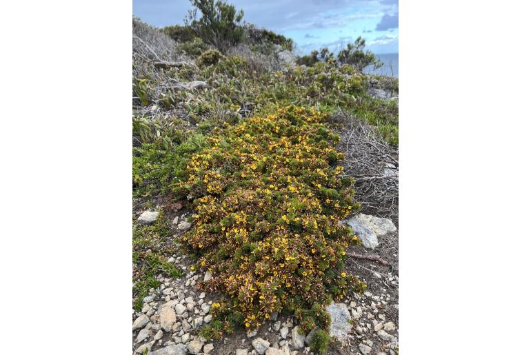 Pultenaea canaliculata -16203