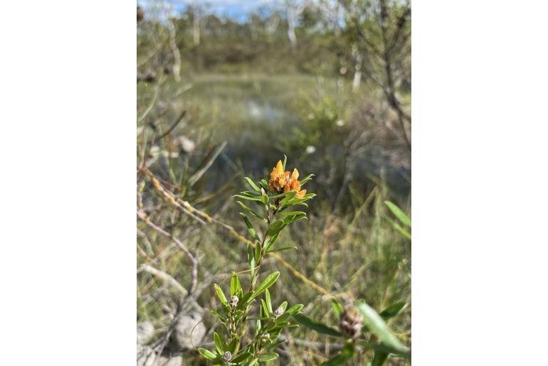 Pultenaea myrtoides -16204