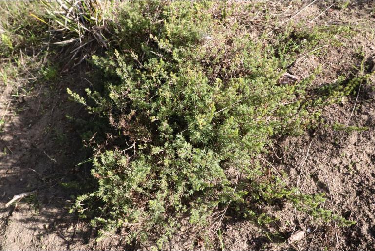 Pultenaea tenuifolia -16205