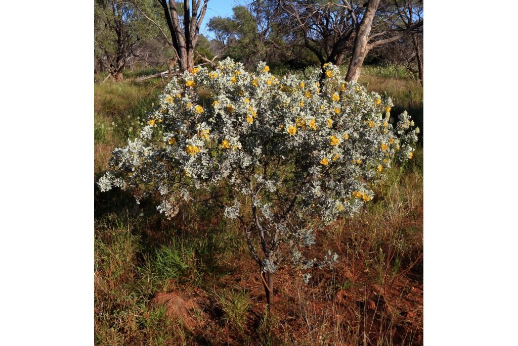 Gekreukte cassia