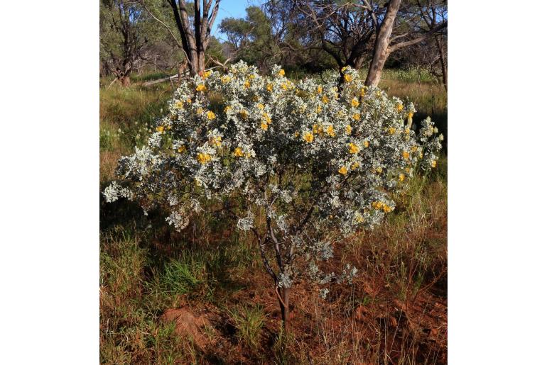 Senna artemisioides ssp helmsii -16214