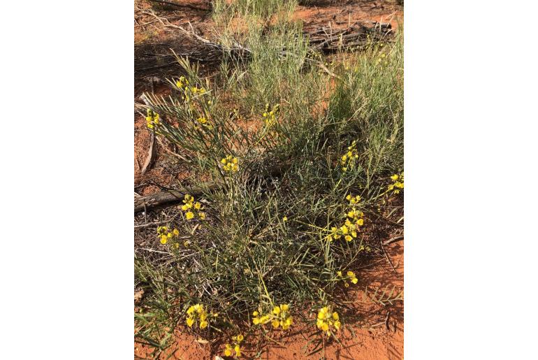 Senna pleurocarpa var angustifolia -16220