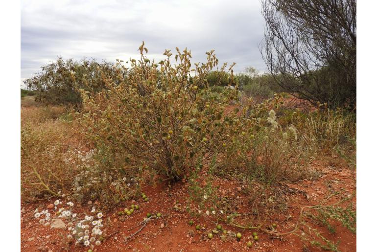 Solanum orbiculatum -16223