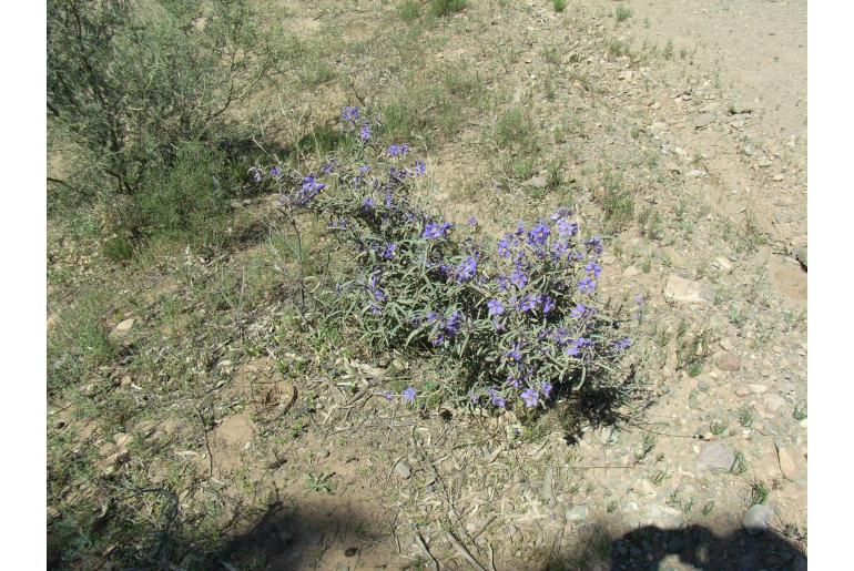 Solanum sturtianum -16224