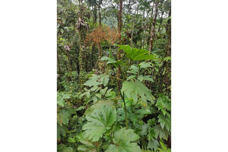 Begonia parviflora -16232